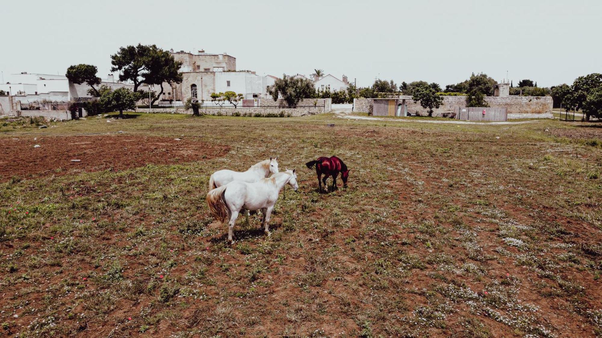 Masseria Francescani Торре-К'янка Екстер'єр фото